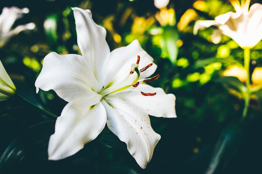 What Is A Lily Flower? All Your Questions Answered